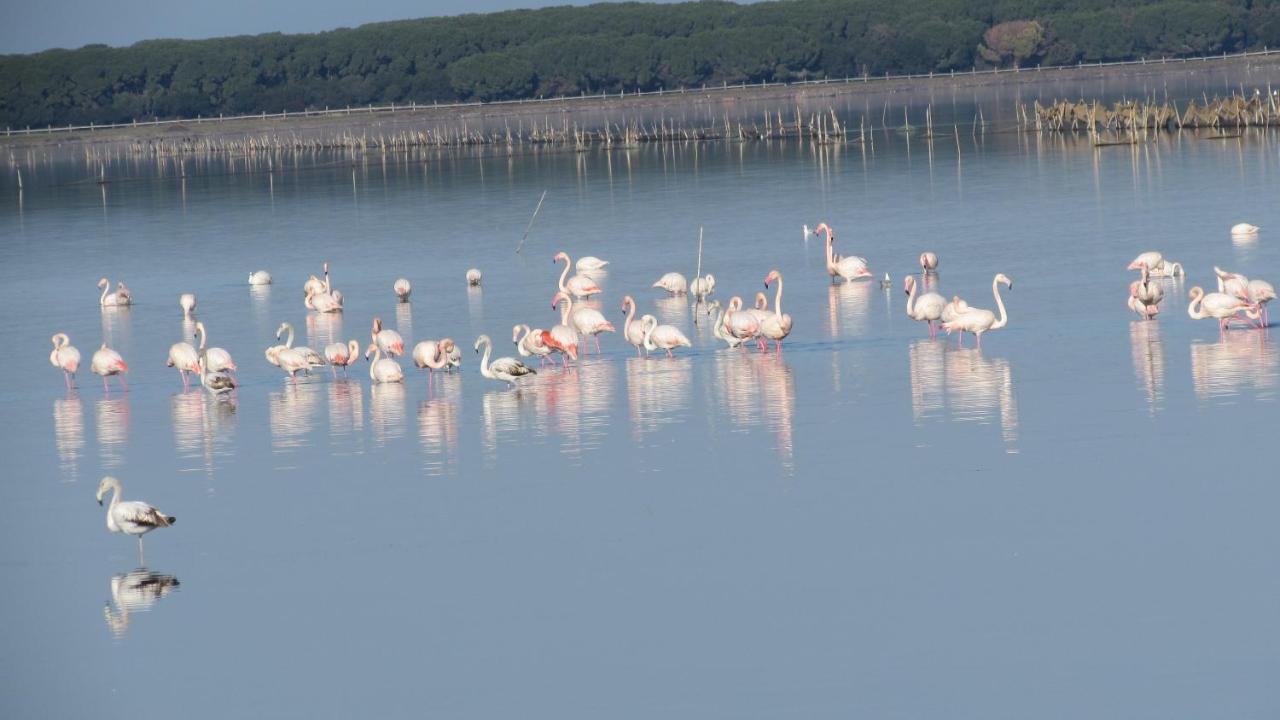 L'Isola Aer B&B Lesina Bagian luar foto